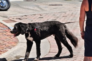 Stone Arch Bridge Art Festival 6.13 029