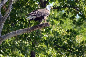 Lake%2520Lizzy%25208.13.13%2520026