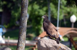 Lake%2520Lizzy%25208.13.13%2520028