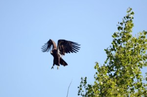 Lake%2520Lizzy%25208.13.13%2520037