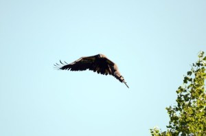 Lake%2520Lizzy%25208.13.13%2520040