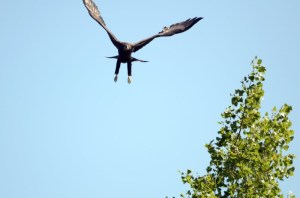 Lake%2520Lizzy%25208.13.13%2520041