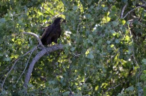 Lake%2520Lizzy%25208.13.13%2520044