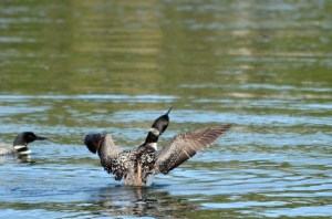 Lake%2520Lizzy%25208.13.13%2520057