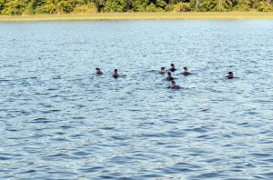 Lake%2520Lizzy%25208.13.13%2520083