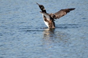 Lake%2520Lizzy%25208.13.13%2520125