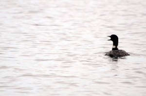 Lake%2520Lizzy%25208.14.13%2520003