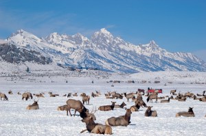 National Elk PreserveJA