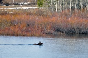 Oxbow Bend Moose 5.15.11 001ps