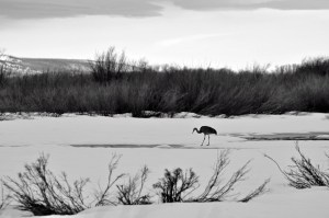 Tetons Sandhill Crane 5.11.11 004ps