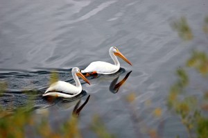 DSC_0244Pelican Pair