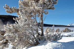 Tetons2.12.06162 3.23