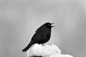 Grand Tetons Blackbird 5-10.11 062ps