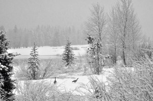 Grand Tetons Canadian Geese 5-10.11 002ps