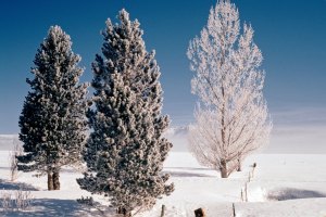 Mammoth Winter (Best)