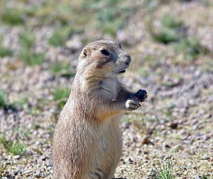 12637147265_f37de2c702_z