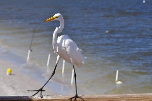 12637414295_2c33087d6b_z