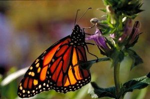 12656810865_55bc050177_z