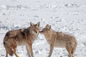 12698225843_216b84624b_z