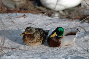 12748296745_224dc317cf_z