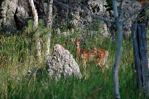 12794215595_8a0eef9578_z