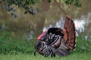 12794982924_3c239f4a28_z