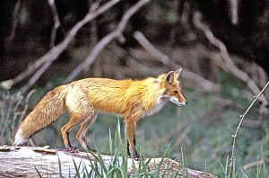 13127500234_8df7a78171_z