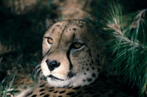 Locked-S1-072-Cheetah Face.jpg.