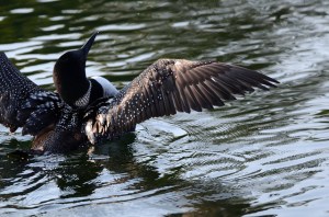 Loon on Lake Lizzy