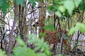 Fawn along the Red River