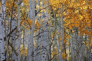 Glorious Aspens