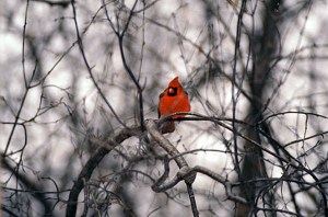 Male Cardinal