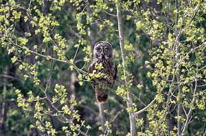 A Great Gray Owl near the Canadian Border.