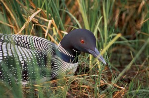 A nesting Loon in Northern Minnesota
