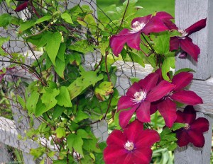 12976669224_08c9047198_z