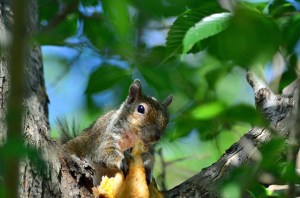 A squirrel enjoying a pancake.