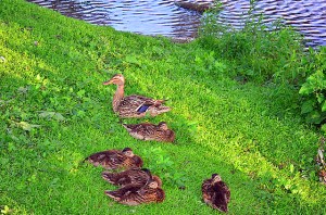 14454177744_1205d24cf7_z