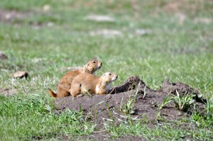 Prairie Dog town