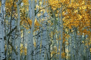 Colorado Aspen