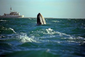 Great Gray Whale Our boat in background Baja, CA