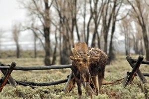 12698209493_4582fd5245_z