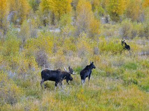 12698214783_36f3b12459_z