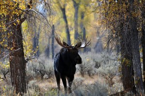 12698215863_9358e78e72_z