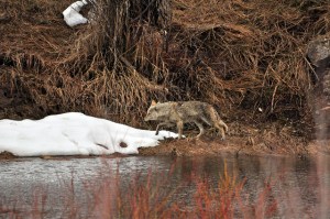 12698532414_5227f8ddab_z