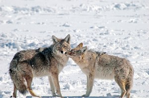 12698548544_13848c6374_z