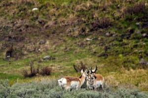 12721265135_8f1df8bc1f_z