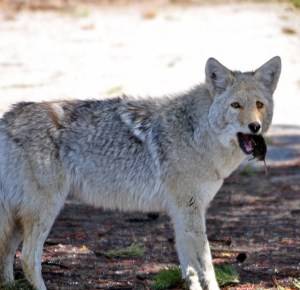 12721274695_ee2e5bf541_z