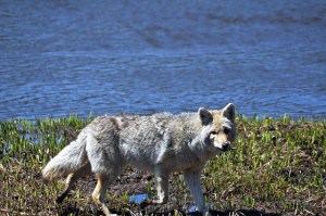 12721274745_b41d9778f6_z