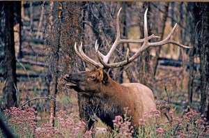 12721406753_53af2823eb_z