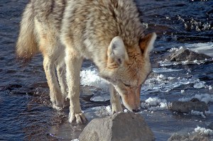 12721410423_8f10fdd322_z